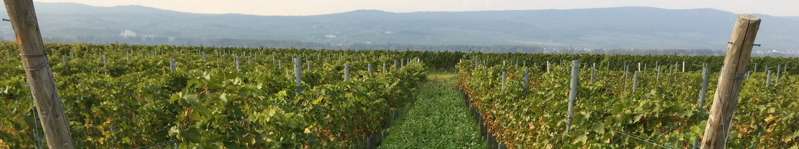 Blick in Weinberg, im Hintergrund Gebirge  @F. Heller